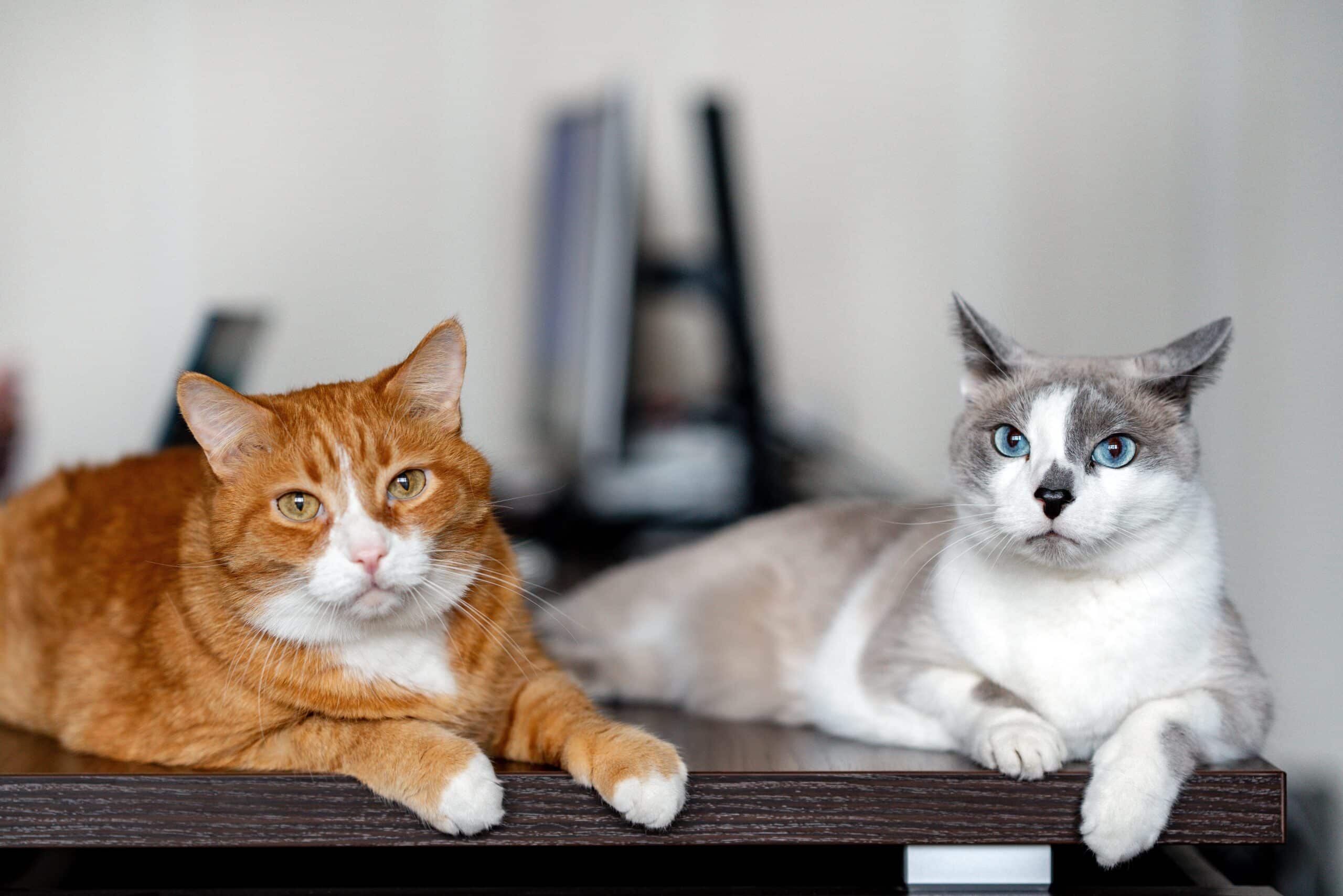i am a veterinarian, and here are the five cat breeds i would never adopt, even if they are cute