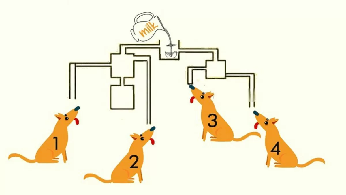 iq test within 8 seconds, tell which dog will drink the milk first in this puzzle