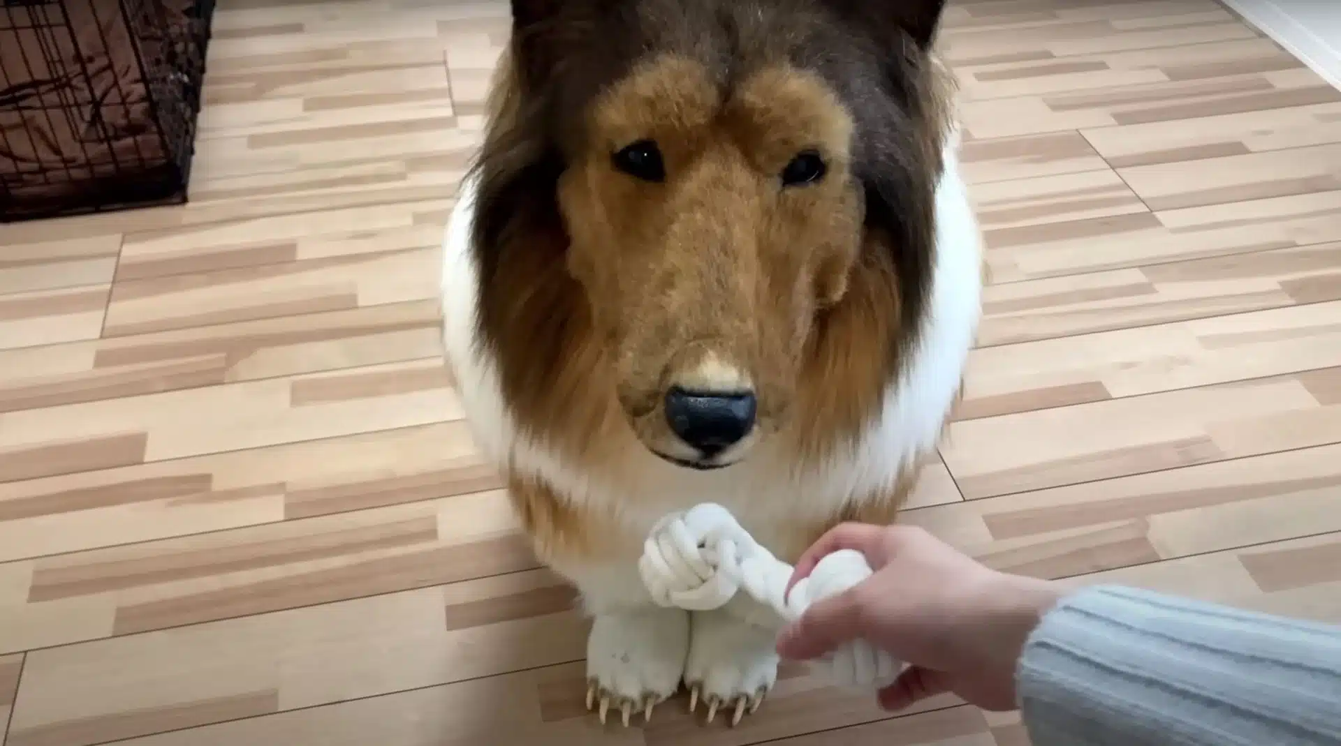 man who spent $14k so he could live as a dog makes major life announcement