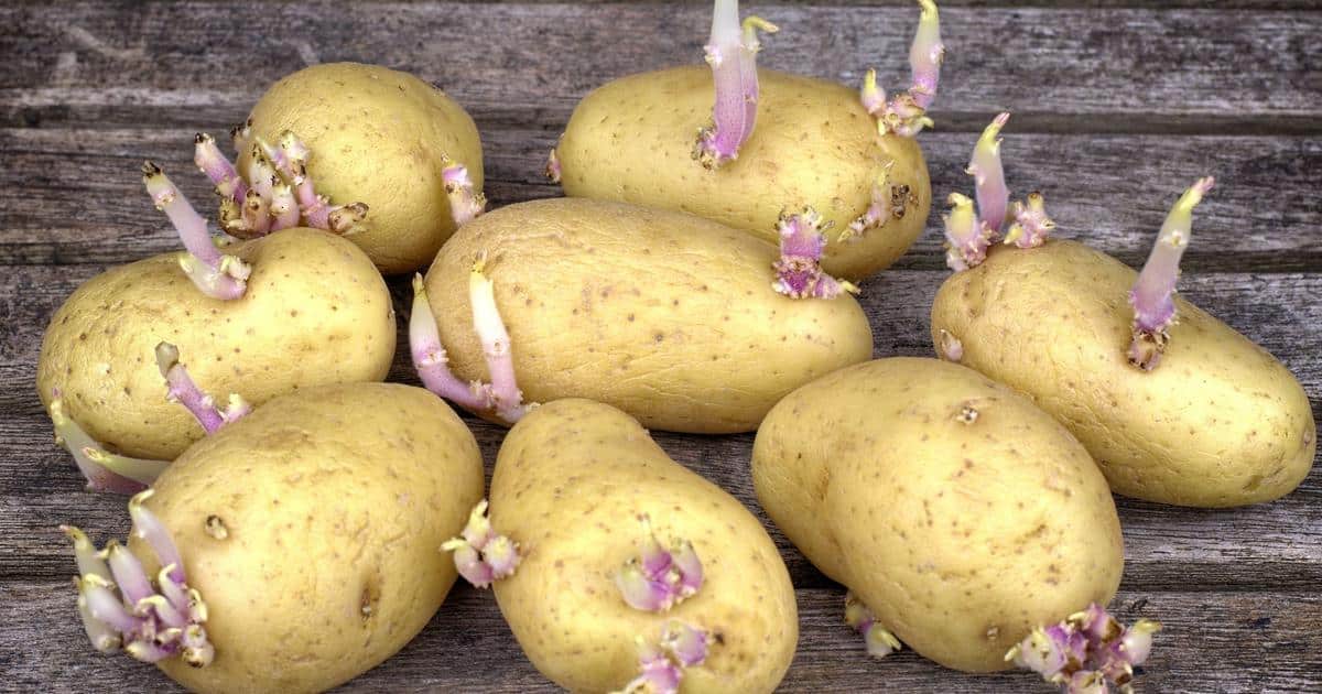want to keep your potatoes from sprouting, here’s an amazing tip from my grandmother