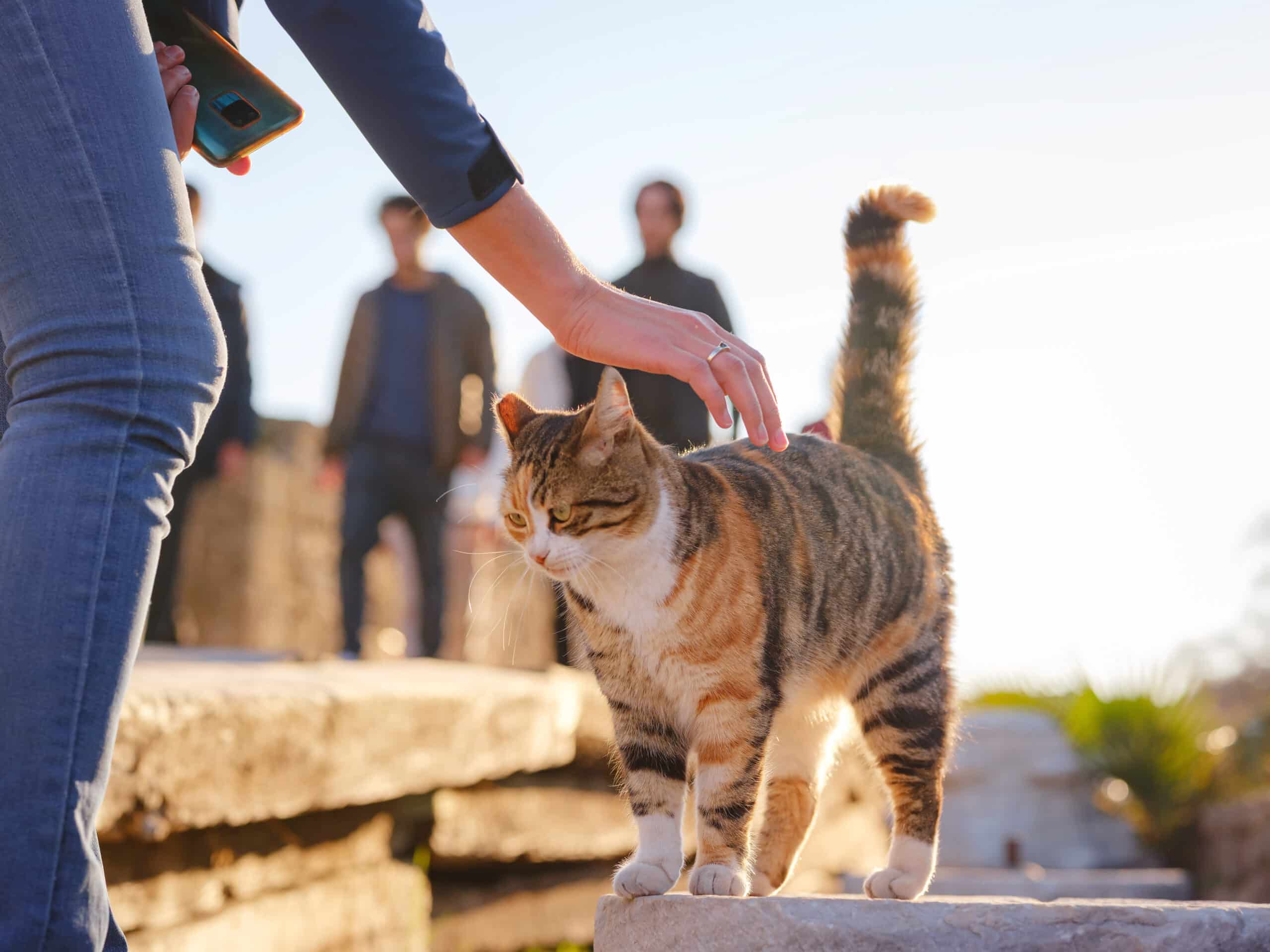 cats of turkey, small resort town of side with ancient greek ruins