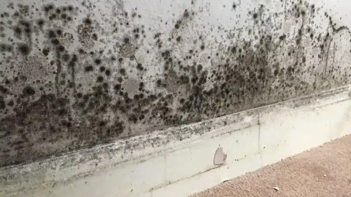 Dampness at Home: This Popular Household Item Makes the Problem Worse